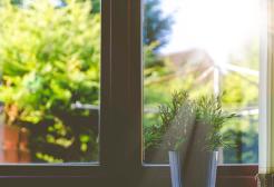 Plant in sunlight by window