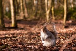 Squirrel in Heaton Park forest in autumn, Manchester