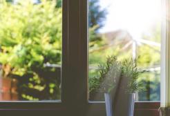 Plant pot in Window