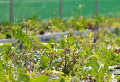 Rows of plants on a table inside a greenhouse tent