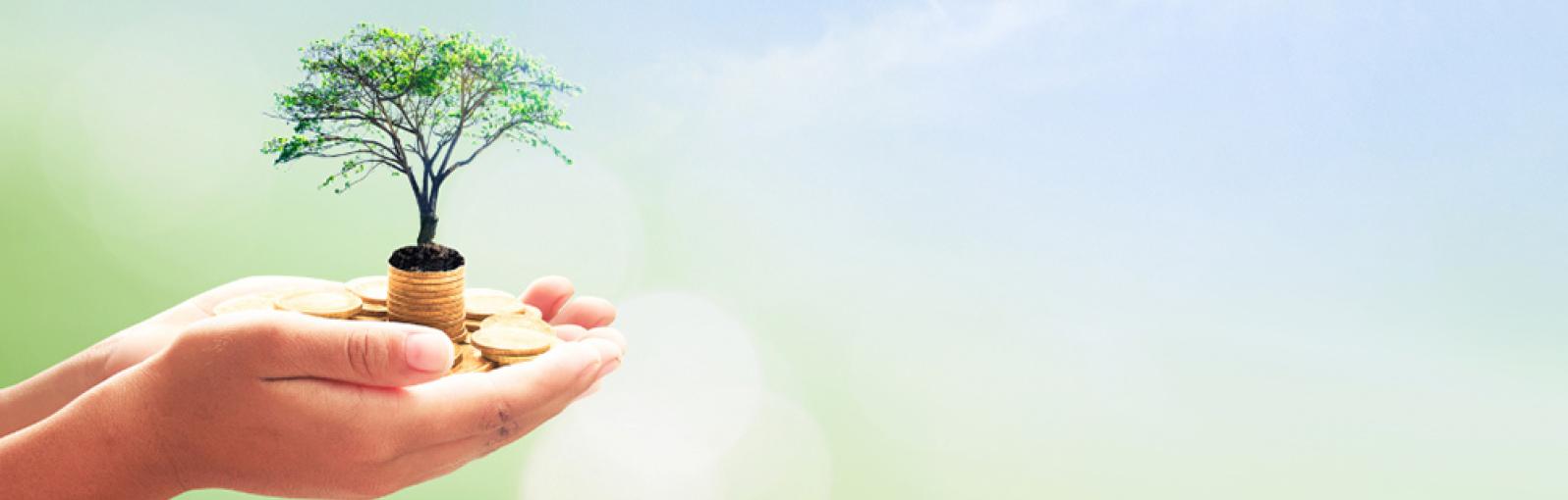 Hands holding a small tree with coins